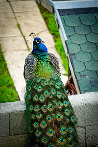 孔雀鸟 有充满活力的彩色尾尾巴装饰风格墙纸艺术插图野生动物打印情调异国装饰品图片
