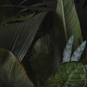 热带绿色背景 城市丛林框架植物棕榈树叶绿色植物叶子阴影旅行假期花园背景图片