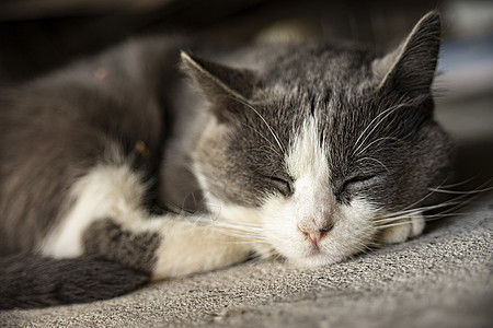 可爱的灰色家猫睡在地板上蓝色小猫猫咪睡眠微笑哺乳动物眼睛宠物毛皮短发图片