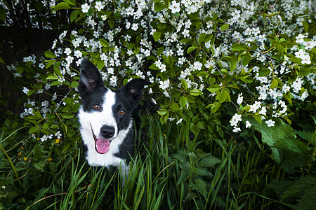 鲜花中的快乐狗 宠物在笑花园公园场地技巧草地朋友小猎犬花朵动物乐趣图片