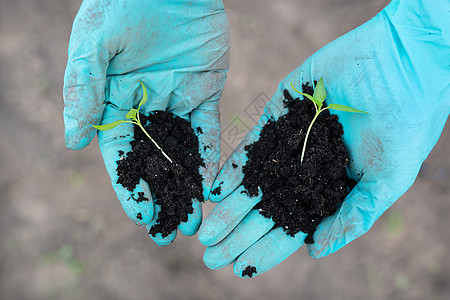 胡椒和番茄的幼苗 园艺和幼苗的概念 树苗 一个年轻的女孩手里拿着幼苗塑料生长农场植物学泥炭胚芽生态季节土壤手套图片