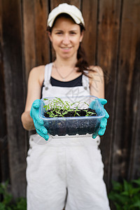 塑料育苗盘中泥炭土中的胡椒和番茄幼苗 胡椒幼苗 园艺和幼苗的概念 树苗 一个年轻的女孩手里拿着一个装有幼苗的容器图片