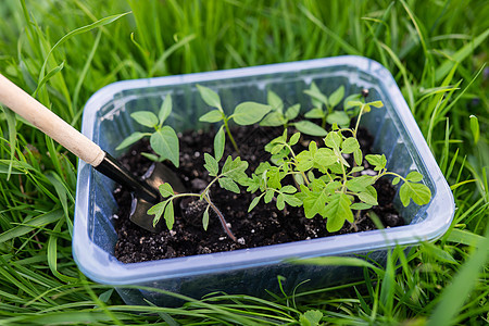 塑料育苗盘中泥炭土中的胡椒和番茄幼苗 胡椒幼苗 园艺和幼苗的概念 树苗图片