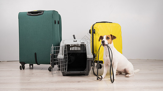 杰克鲁赛尔泰瑞尔狗坐在行李箱和旅行箱附近时带着皮带 准备度假乘客乐趣假期宠物朋友载体运输血统犬类航程图片