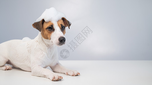 带泡沫的滑稽狗杰克泰瑞尔头顶有白色背景 复制空间 宽屏头发浴缸小狗气泡程序犬类浴室朋友淋浴动物图片