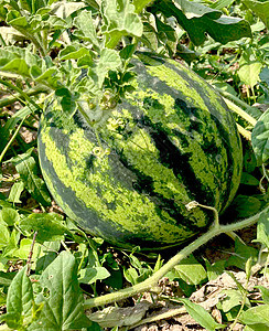 成熟时田地上剥下西瓜植物植物学收获水果花园农业生长种植园食物圆圈图片