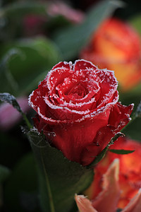 一朵红玫瑰上的白冰霜玫瑰季节结晶水晶冰镇背景图片