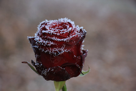 秋叶雪霜一朵红玫瑰上的白冰霜结晶水晶玫瑰冰镇季节背景