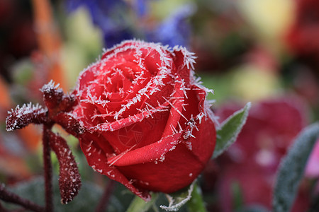 一朵红玫瑰上的白冰霜冰镇玫瑰结晶季节水晶背景图片