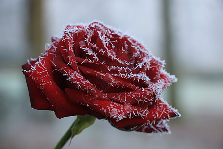 秋叶雪霜一朵红玫瑰上的白冰霜冰镇水晶玫瑰结晶季节背景