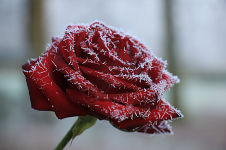 一朵红玫瑰上的白冰霜冰镇水晶玫瑰结晶季节背景图片