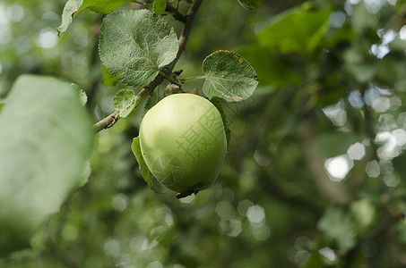 一个绿苹果挂在树上图片