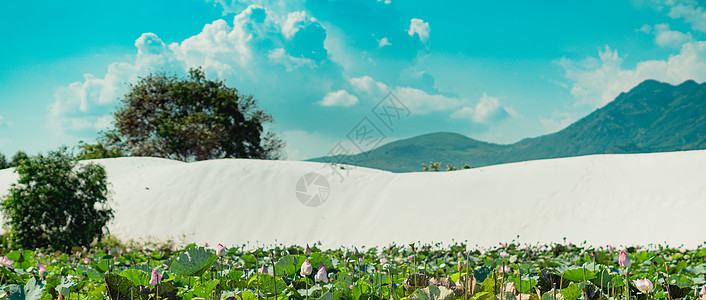 BANNER 夏季太阳日自然景观背景墙纸 白色沙丘 蓝天蓬松的积云 莲花池前景 山脉图片