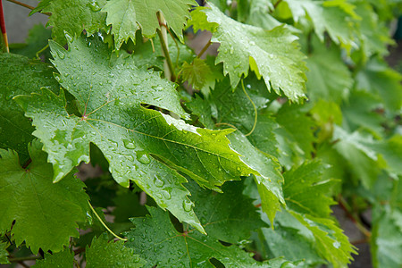 葡萄叶 花园里有水滴农场叶子雨滴植物季节装饰品葡萄园水果美丽酒厂图片