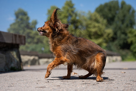 在炎热的夏日 有趣的小狗户外 奇瓦达马西长头发宠物耳朵动物群伴侣犬类快乐长发动物哺乳动物毛皮图片