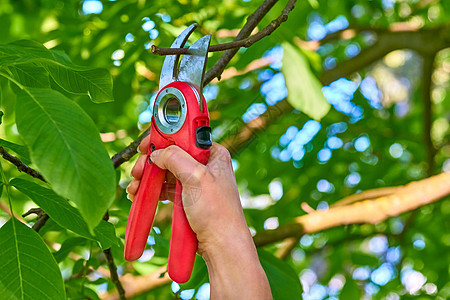 园艺护理 用剪刀剪切机在果树上加树枝图片