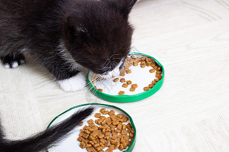 小可爱小猫从碗里吃食物食肉婴儿毛皮猫科动物宠物猫咪盘子动物哺乳动物飞碟图片