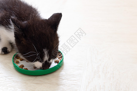 小可爱小猫从碗里吃食物日光盘子飞碟食肉营养宠物毛皮婴儿猫科动物爪子图片