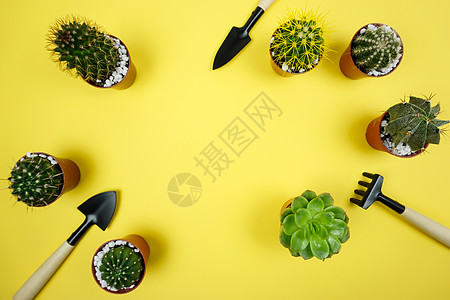 为仙人掌和succulents的移植植物做准备图片