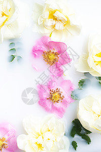 牛奶中的布什玫瑰 牛奶中的花朵 水疗护理 浪漫的 浪漫的环境 鲜花 复制空间皮肤温泉浴缸女士植物奢华治疗保健花瓣牛奶浴图片