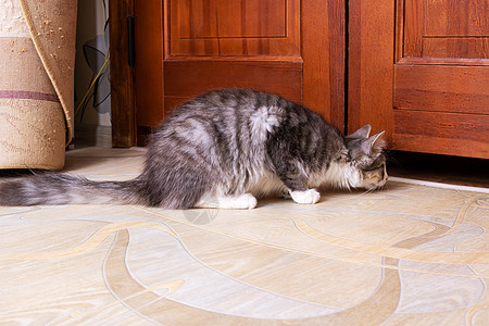 灰猫把门关上动物灰色家畜眼睛白色水平安全地板哺乳动物摄影图片