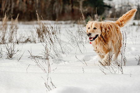 冬天的金色猎犬雪花乐趣公园哺乳动物木头游戏森林宠物天气朋友图片