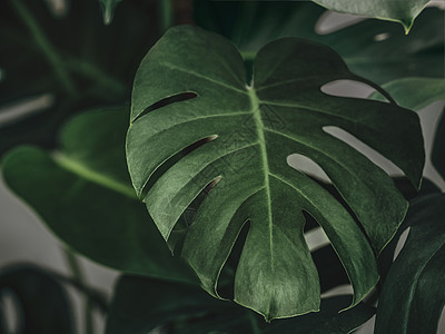 芒色植物 绿色热带花草壁纸背景图片