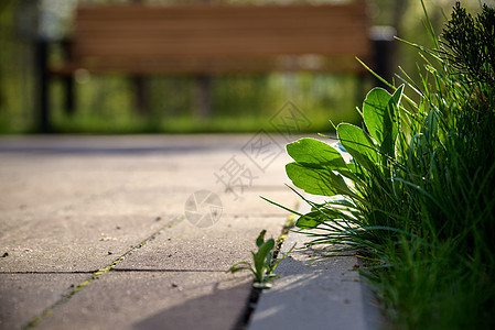 在裂开的街道上生长的生态植物树和环境干旱宏观裂缝发芽建造人行道路面生存种子沥青叶子图片