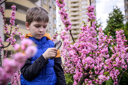 小男孩透过放大镜看着花朵 迷人的学校b学习教育蝴蝶花园乐趣童年实验公园探索男生图片