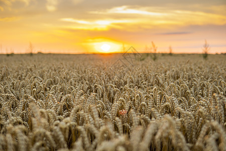 在农业田里的日落场景 夏季小麦的金耳朵和阴云般的日落天空背景 风景生长太阳横幅植物玉米阳光农场谷物农村粮食图片