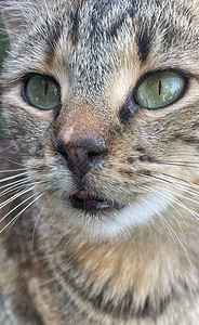 猫咪肖像的贴近友谊猫科头发虎斑动物毛皮宠物爪子小猫眼睛图片