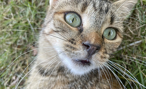 猫咪肖像的贴近动物小猫眼睛宠物头发友谊虎斑毛皮哺乳动物爪子图片