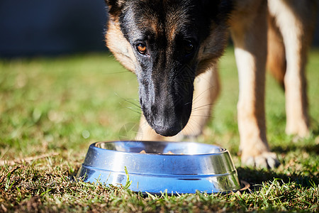 这是我的碗 明白了 一只可爱的德国牧羊犬站着吃外面碗里的食物图片