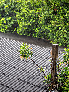 雨落在老旧的瓷砖屋顶上文化流动绿色瓦楞水雾雨季房子绿叶天气季节图片