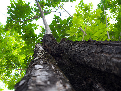树叶背景上大树的纹理表面环境叶子皮肤棕色绿色植物森林木头公园图片