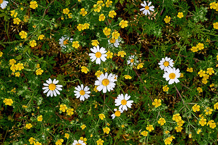 黄白野生花的夏月地毯花草植物学装饰品天气药剂师脆弱性场地野花生态草本植物图片