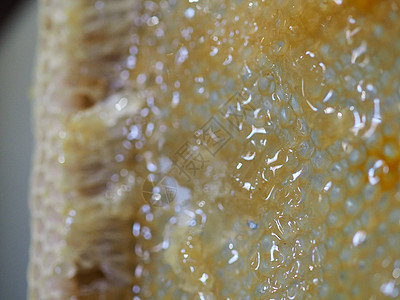 养蜂人在家里从蜜蜂蜂蜂巢中提取有机蜂蜜并滴水过滤流动蜂窝六边形饮食萃取吃饭养蜂业工作框架图片