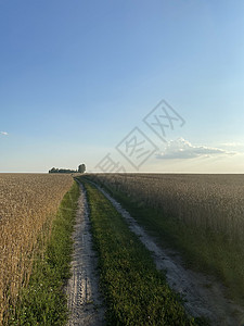 夏季金麦田全景 阳光明媚的日间小麦田 小麦田的道路谷物家庭收成营养植物面粉薄片草地晶粒粮食图片