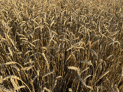 夏季金麦田全景 阳光明媚的日间小麦田大小农场营养地区牧场生长露头灰尘大麦场地图片