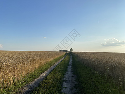 夏季金麦田全景 阳光明媚的日间小麦田 小麦田的道路营养面粉家庭面包大麦食物干草粮食大小草地图片