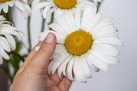 一束大雏菊在白色背景上的花瓶里 中期计划 选择性快照 选择性的焦点植物群明信片季节宏观花瓣草地阴影荒野花束花园图片