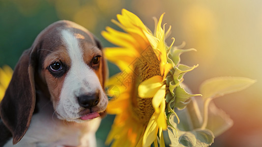 小小鸟狗在田里闻着日葵花的味道 象牙总是饿肚子 喂饱 广告宠物食品 养狗饲料 概念图片