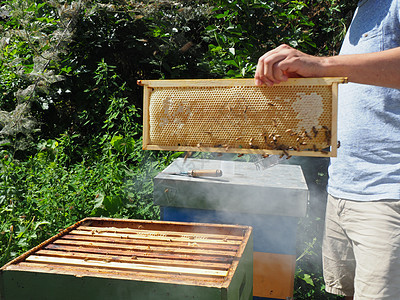 养蜂大师拔出一个带蜂蜜的框 从蚁群中的蜂巢里提取出来生活方式乡村药品工人生物收获养蜂业甜食安全帽子图片