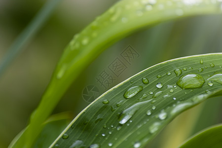 用雨滴靠近草丛 复制空间 绿色背景 绿色背景反射露珠温泉叶子植物圆圈竹子气泡草地液体图片