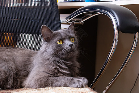 一只猫躺在电脑椅子上好奇心家具小猫朋友宠物爪子毛皮电子邮件家庭短发图片