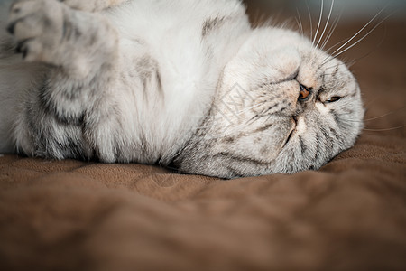 一只美丽的灰色大块苏格兰fold cat 或苏格兰折叠胡须耳朵小猫孩子猫咪毛皮头发宠物哺乳动物艺术图片