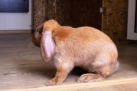 房间里的红屋小兔子可爱大理石成人毛皮桌子房子耳朵宠物伴侣头发公寓图片