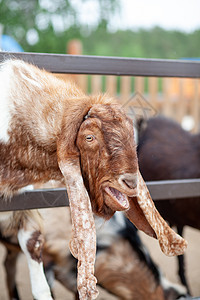 一只长耳朵的棕色山羊在篱笆上看 人们喂养它孩子宠物家畜哺乳动物家庭头发毛皮动物园农村田园图片