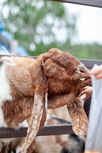 一只长耳朵的棕色山羊在篱笆上看 人们喂养它野生动物宠物孩子哺乳动物头发毛皮风光动物园农业农场图片