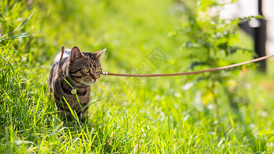 灰色条纹猫在野外绿草地上用皮带走路猫咪人行道花园虎斑冒险晶须尾巴动物安全马具图片